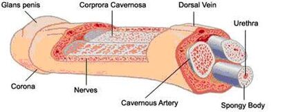 Penile structure